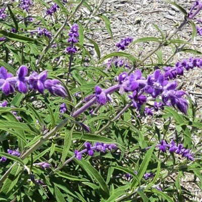 Mexican Bush Sage Garden Plant
