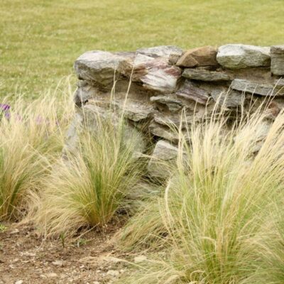 Mexican Feather Grass Garden Plant