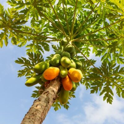 Mexican Papaya Garden Plant