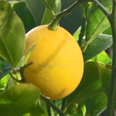 Meyer Lemon Tree Garden Plant