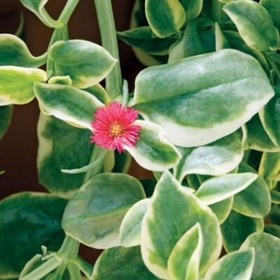 Mezoo Trailing Red Livingstone Daisy Garden Plant