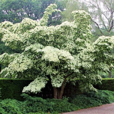 Milky Way Dogwood Garden Plant