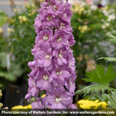 Million Dollar Blush Delphinium Garden Plant