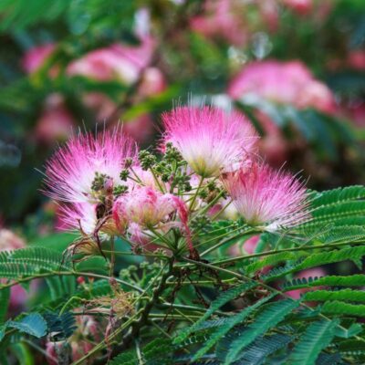 Mimosa Tree Garden Plant