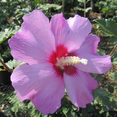 Minerva Rose of Sharon Garden Plant