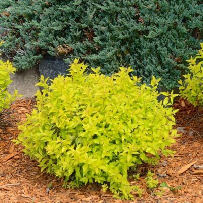 Mini Gold Spirea Garden Plant