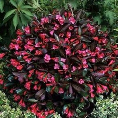 Minor Black Weigela Garden Plant