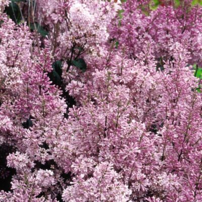 Minuet Lilac Garden Plant
