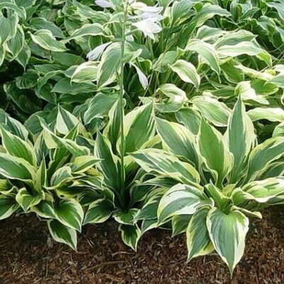 Minuteman Hosta Garden Plant