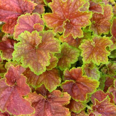 Miracle Coral Bells Garden Plant