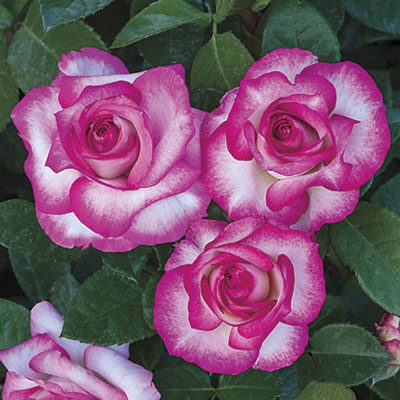 Miss Congeniality Rose Tree Garden Plant