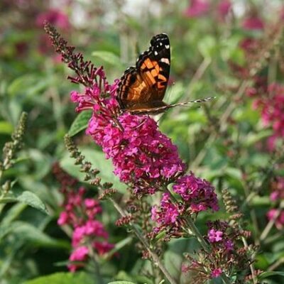 Miss Ruby Butterfly Bush Garden Plant