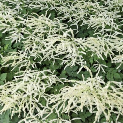 Misty Lace Goatsbeard Garden Plant