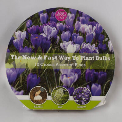 Mixed Blue Crocus Easy Bloom Pad Garden Plant