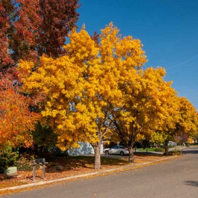 Modesto Ash Garden Plant