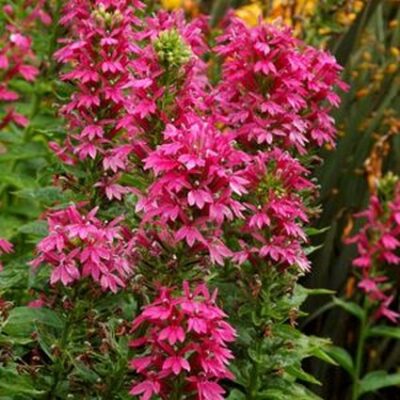 Monet Moment Lobelia Garden Plant