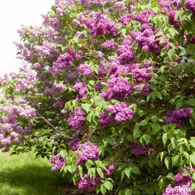 Monge Lilac Garden Plant