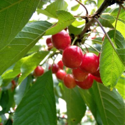 Montmorency Cherry Tree Garden Plant