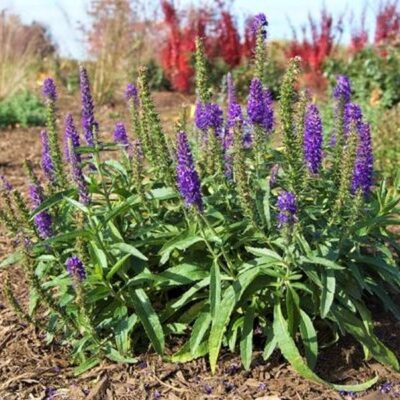 Moody Blues Dark Blue Veronica Garden Plant