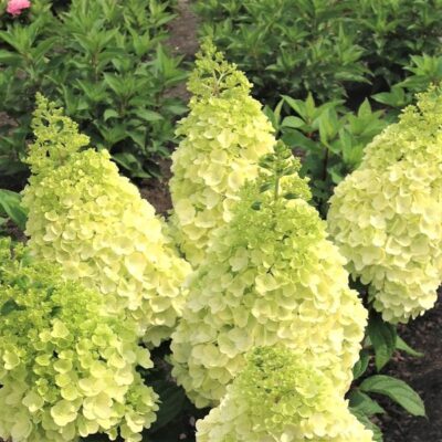 Moonrock Hydrangea Garden Plant
