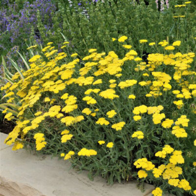 Moonshine Yarrow Garden Plant