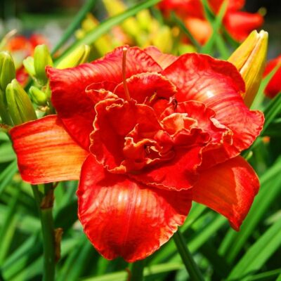 Moses' Fire Daylily Garden Plant