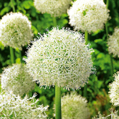 Mount Everest Allium Garden Plant