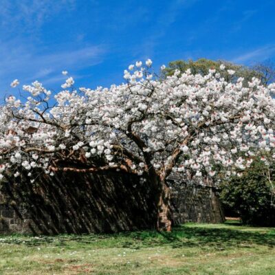 Mount Fuji Japanese Flowering Cherry Garden Plant