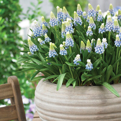 Mountain Lady Muscari Garden Plant