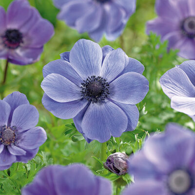 Mr Fokker Anemone Garden Plant