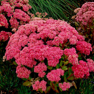 Mr Goodbud Sedum Garden Plant