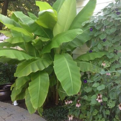 Musa Basjoo Banana Tree Garden Plant