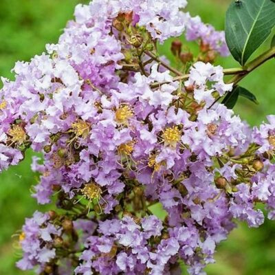 Muskogee Crape Myrtle Garden Plant