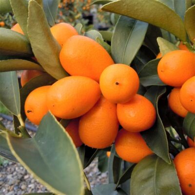 Nagami Kumquat Garden Plant