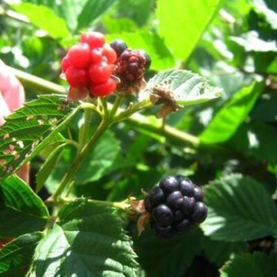 Natchez Blackberry Garden Plant