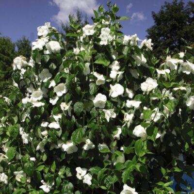 Natchez Mock Orange Garden Plant