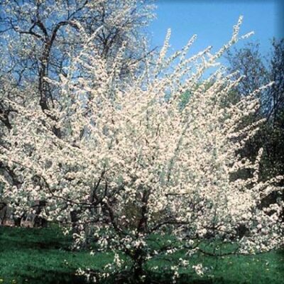 Native American Plum Garden Plant