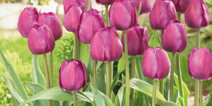 Negrita Tulip Garden Plant