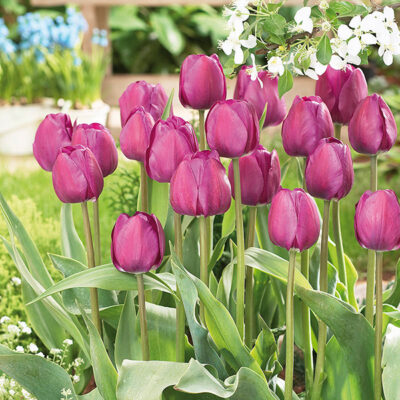 Negrita Tulip Garden Plant