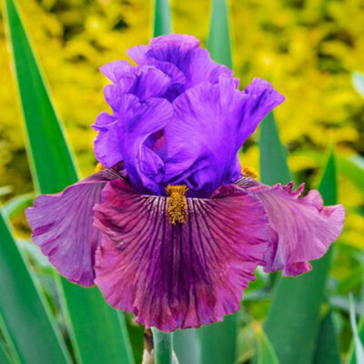 Nelly Tardivier Tall Bearded Iris Garden Plant