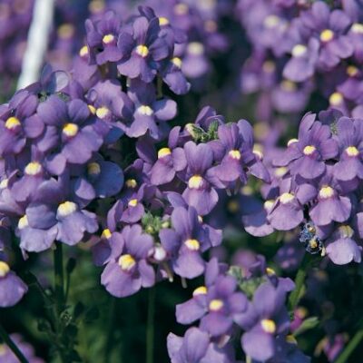 Nemesia Blue Bird Garden Plant