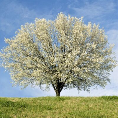 New Bradford Pear Garden Plant