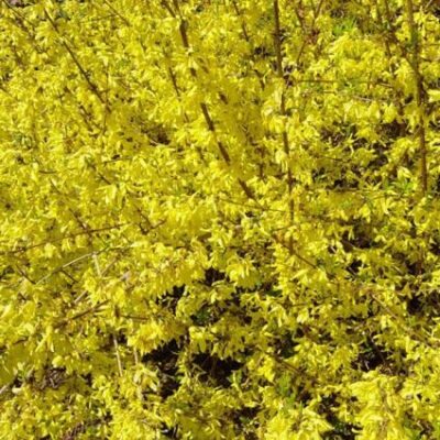 New Hampshire Gold Forsythia Garden Plant