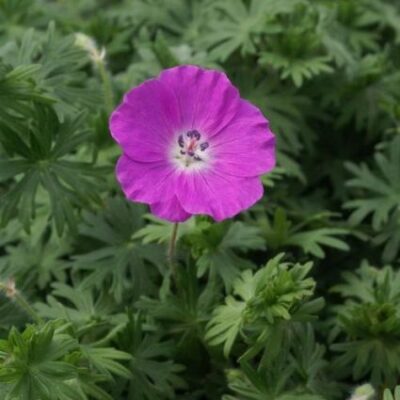 New Hampshire Purple Geranium Garden Plant