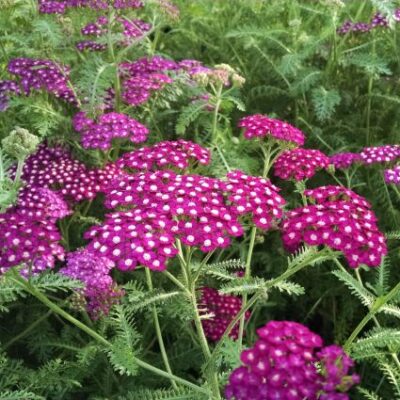 New Vintage Violet Yarrow Garden Plant