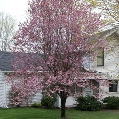 Newport Plum Garden Plant