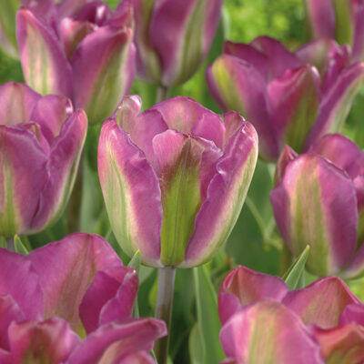 Nightrider Tulip Garden Plant