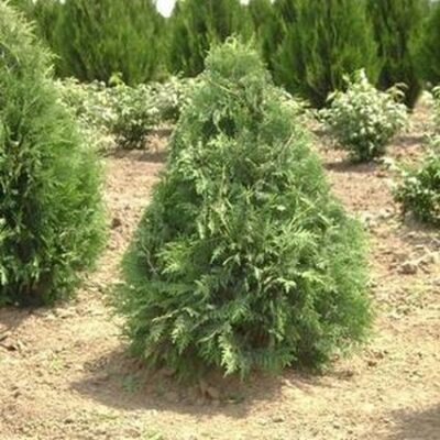 Nigra Arborvitae Garden Plant