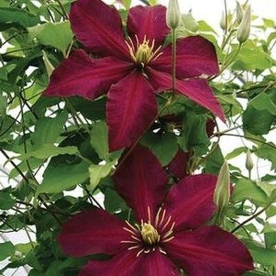 Niobe Clematis Garden Plant