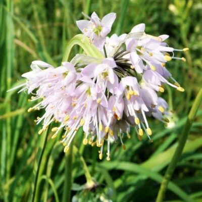 Nodding Onion Garden Plant